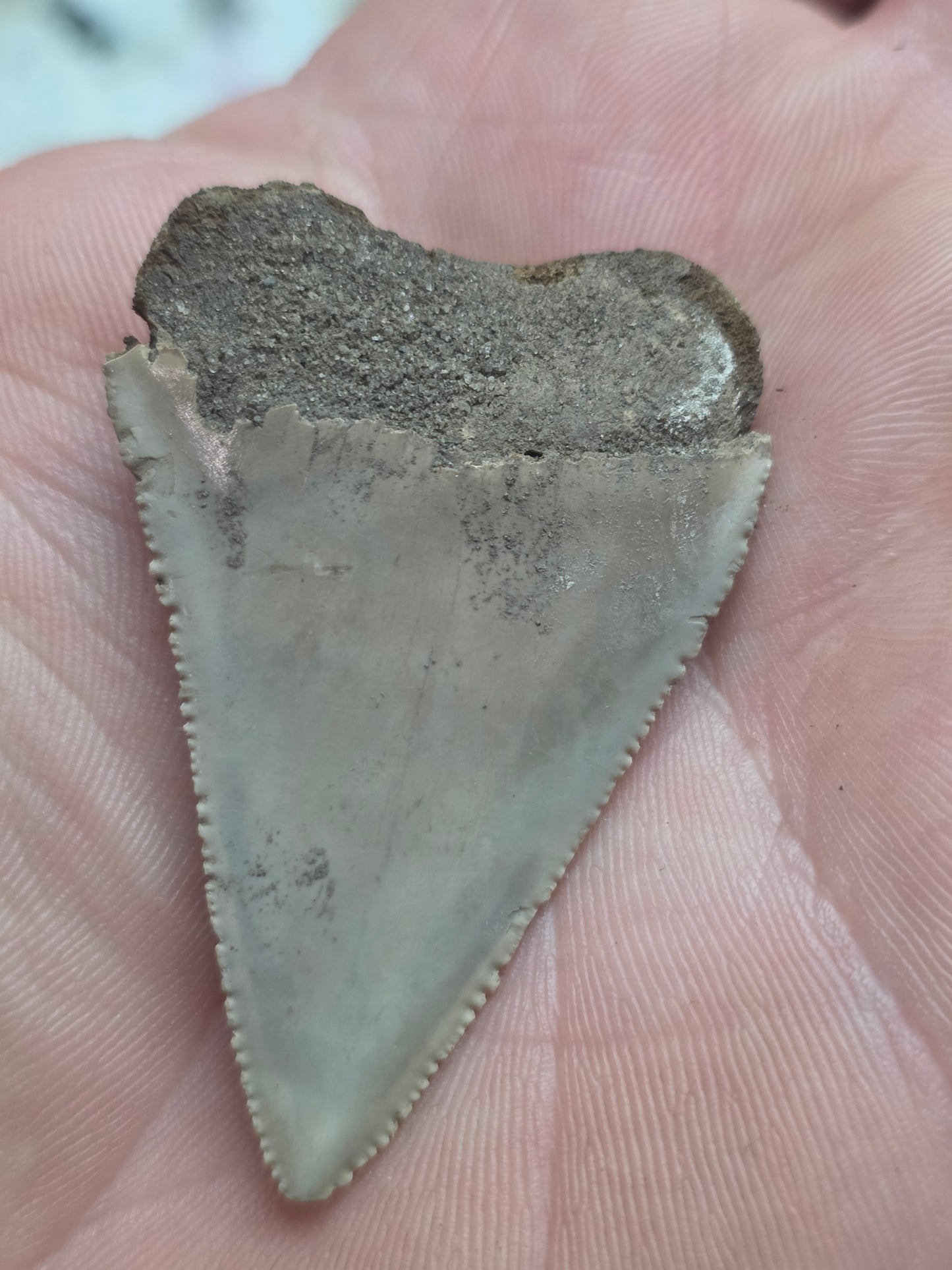 Collector Grade GREAT WHITE Shark Tooth - One of a Kind!