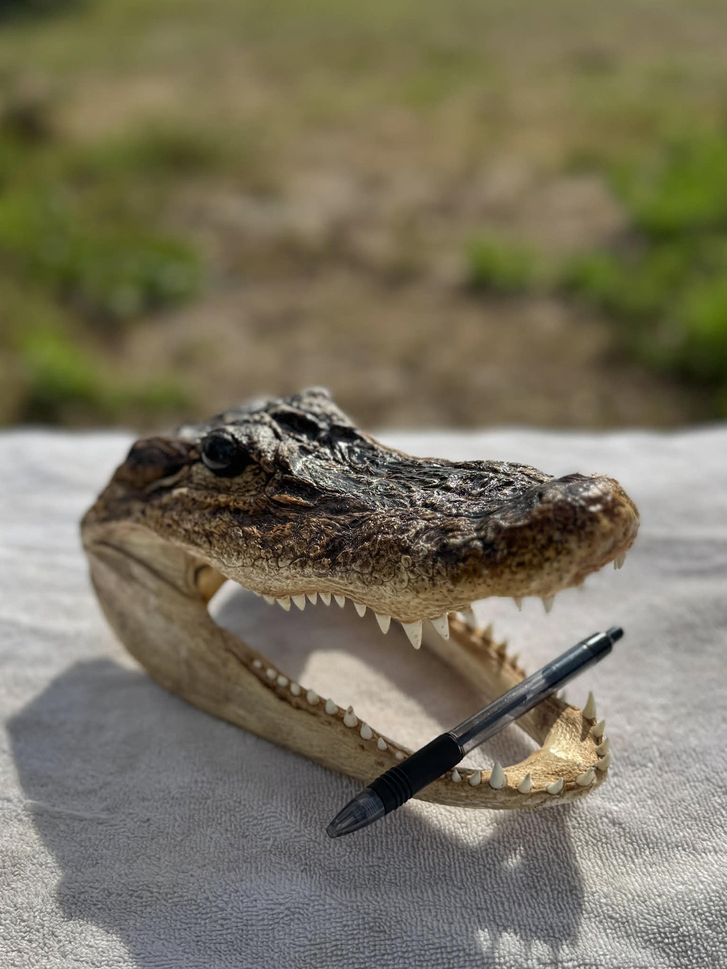 Authentic Alligator Head