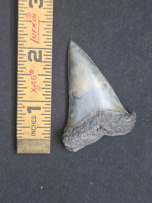 Rare Color Hastalis Fossil Tooth – One-of-a-Kind Relic Reef Pit Find