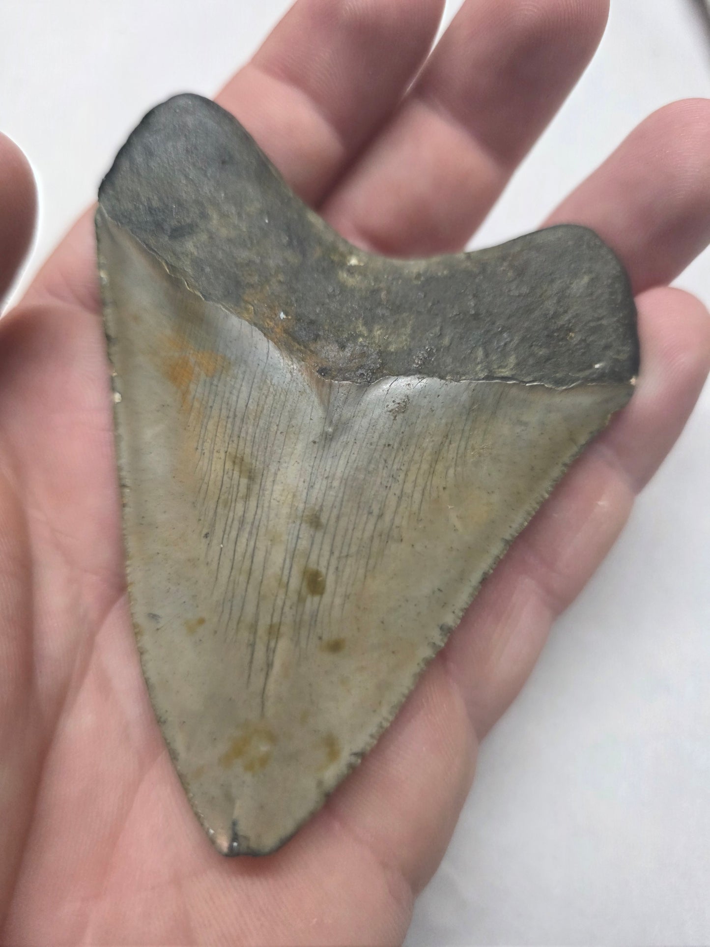 3.5" Authentic Fossil Megalodon Tooth