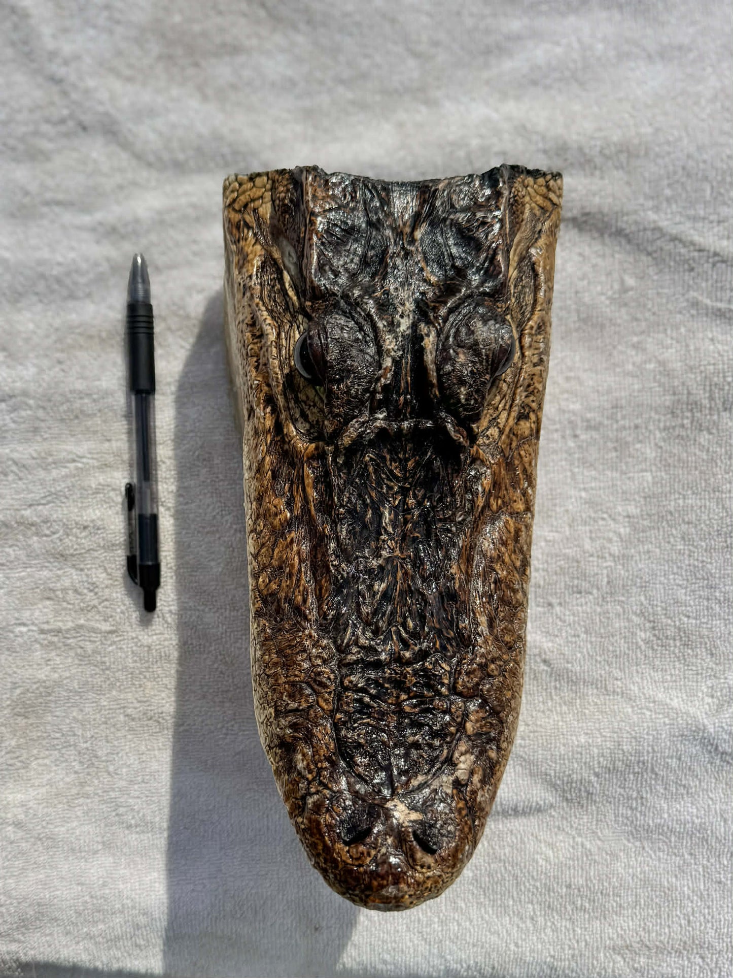 Authentic Alligator Head