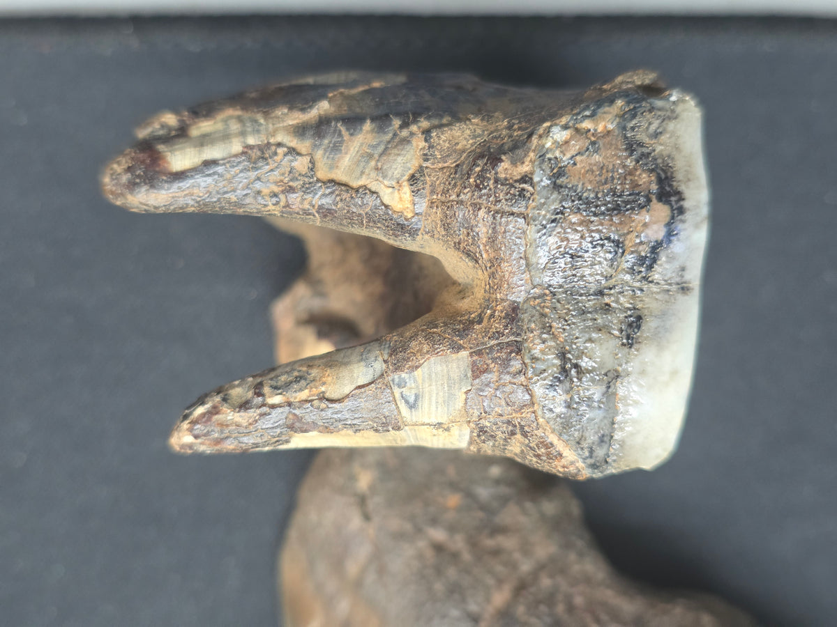 Teleoceras Proterum “Prehistoric Rhino” Tooth – One-of-a-Kind Relic Reef Specimen