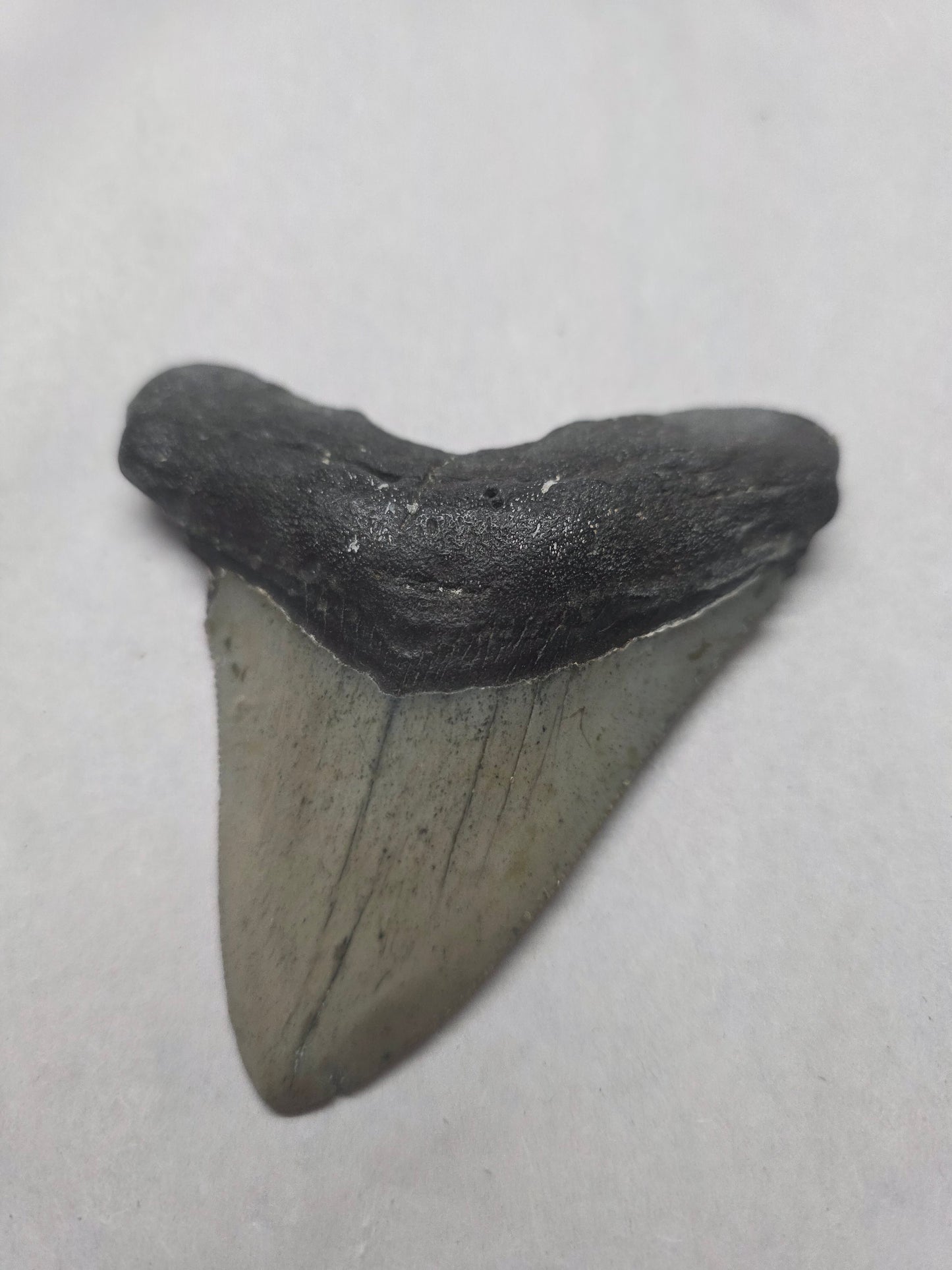 3.75" Authentic Fossil Megalodon Tooth