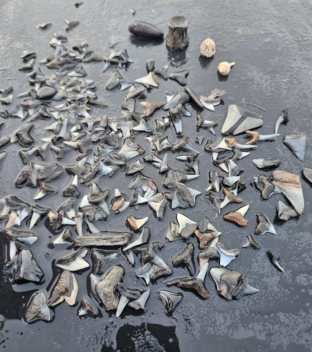 Mystery Shark Tooth Bucket (32 oz)