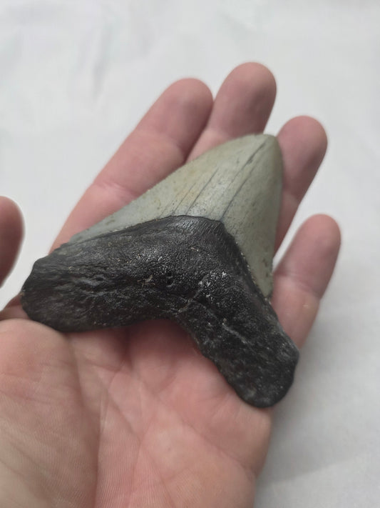 3.75" Authentic Fossil Megalodon Tooth