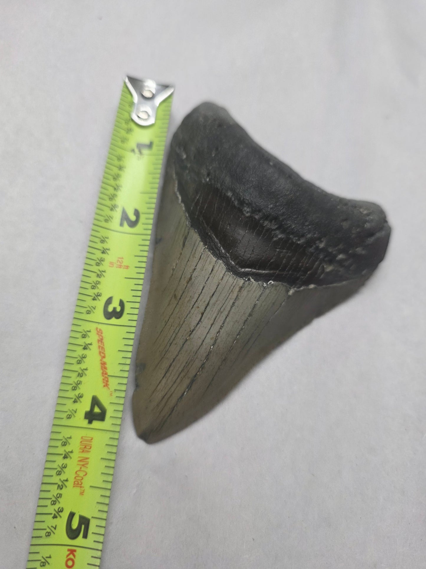 4" Authentic Fossil Megalodon Tooth