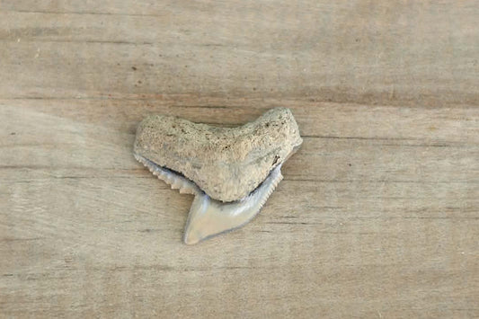 Authentic Tiger Shark Fossil Tooth – Florida Find