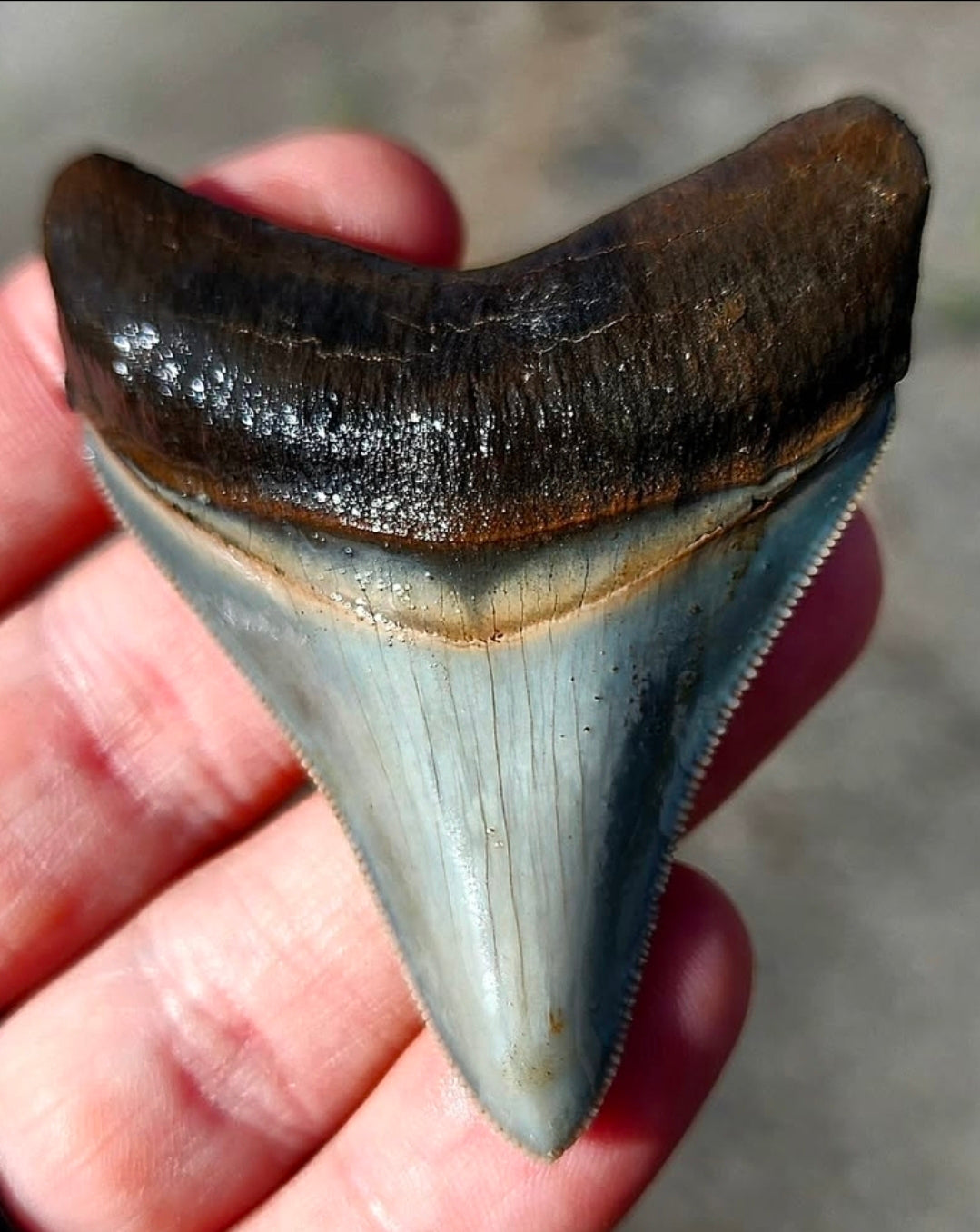 Large Authentic Megalodon Tooth. Museum QUALITY Premium Enamel & Serrations!