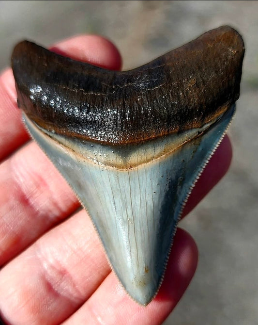 Large Authentic Megalodon Tooth. Museum QUALITY Premium Enamel & Serrations!