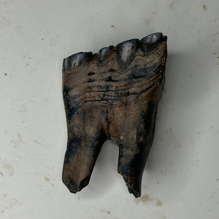 Ice Age horse tooth fossil
