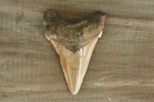 Authentic Angustidens Shark Tooth – Prehistoric Meg Ancestor