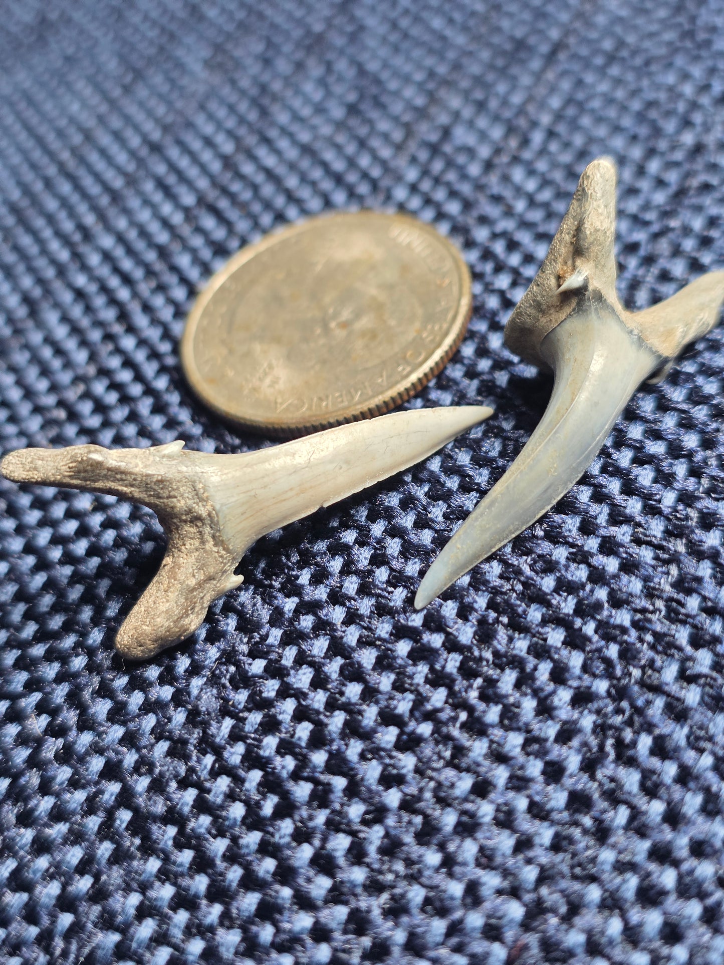 Myakka City Sand Tiger Shark Tooth Fossil Pair