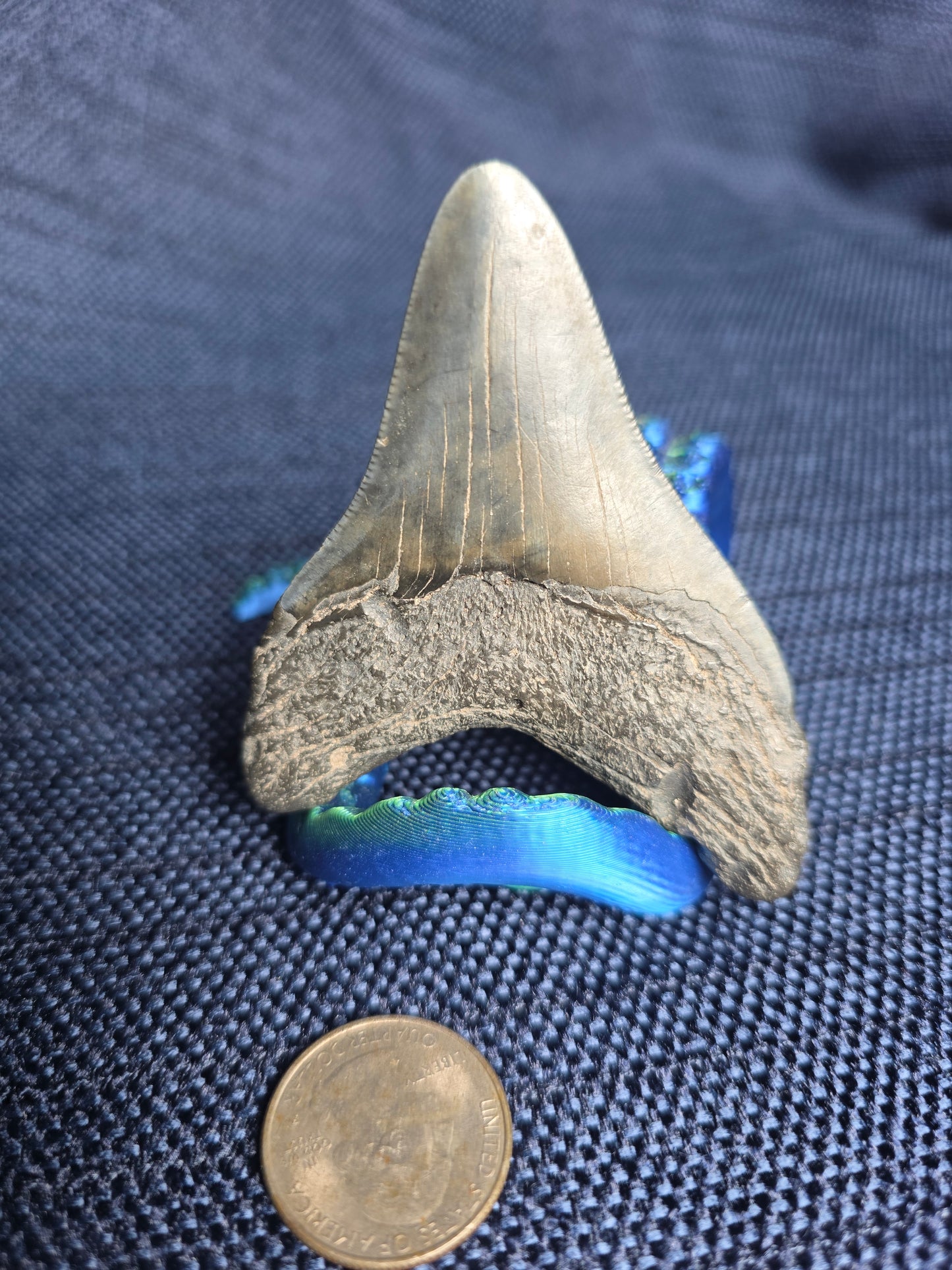 Authentic Myakka City Megalodon Tooth Fossil