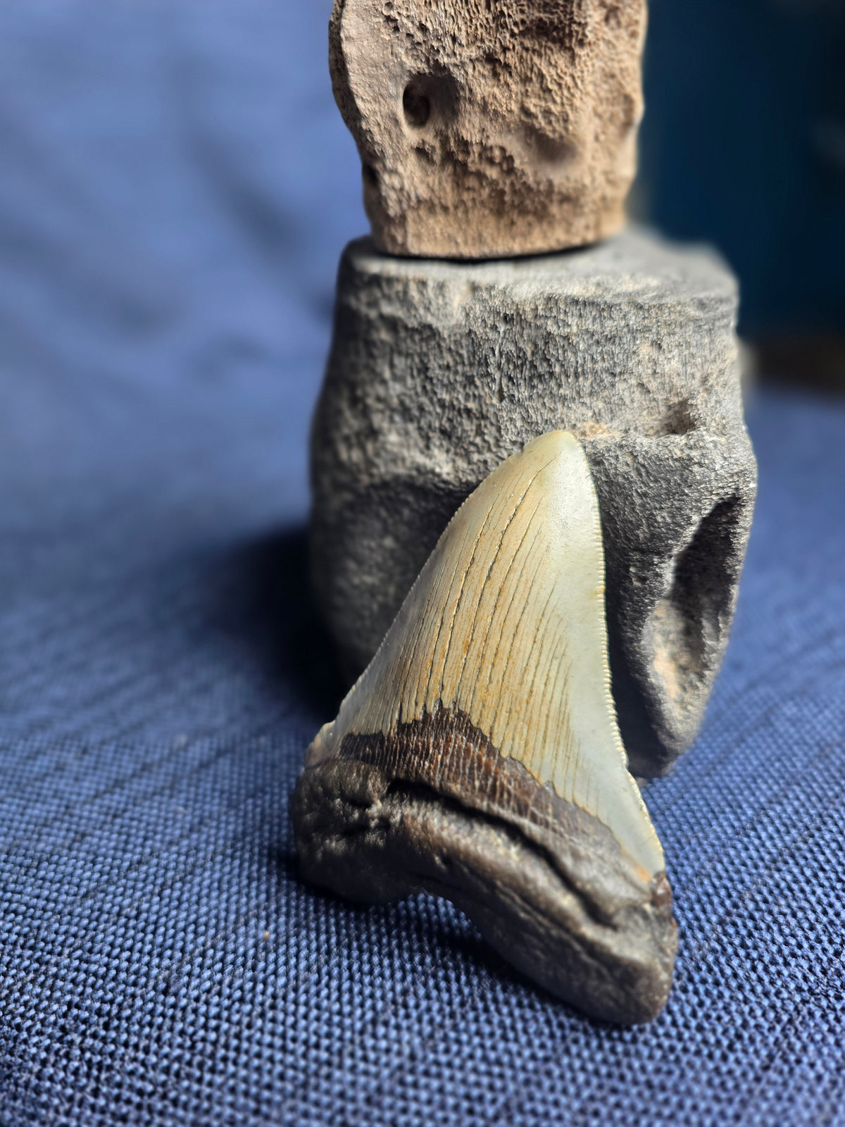 4.5-Inch Fossil Megalodon Tooth – Venice, Florida