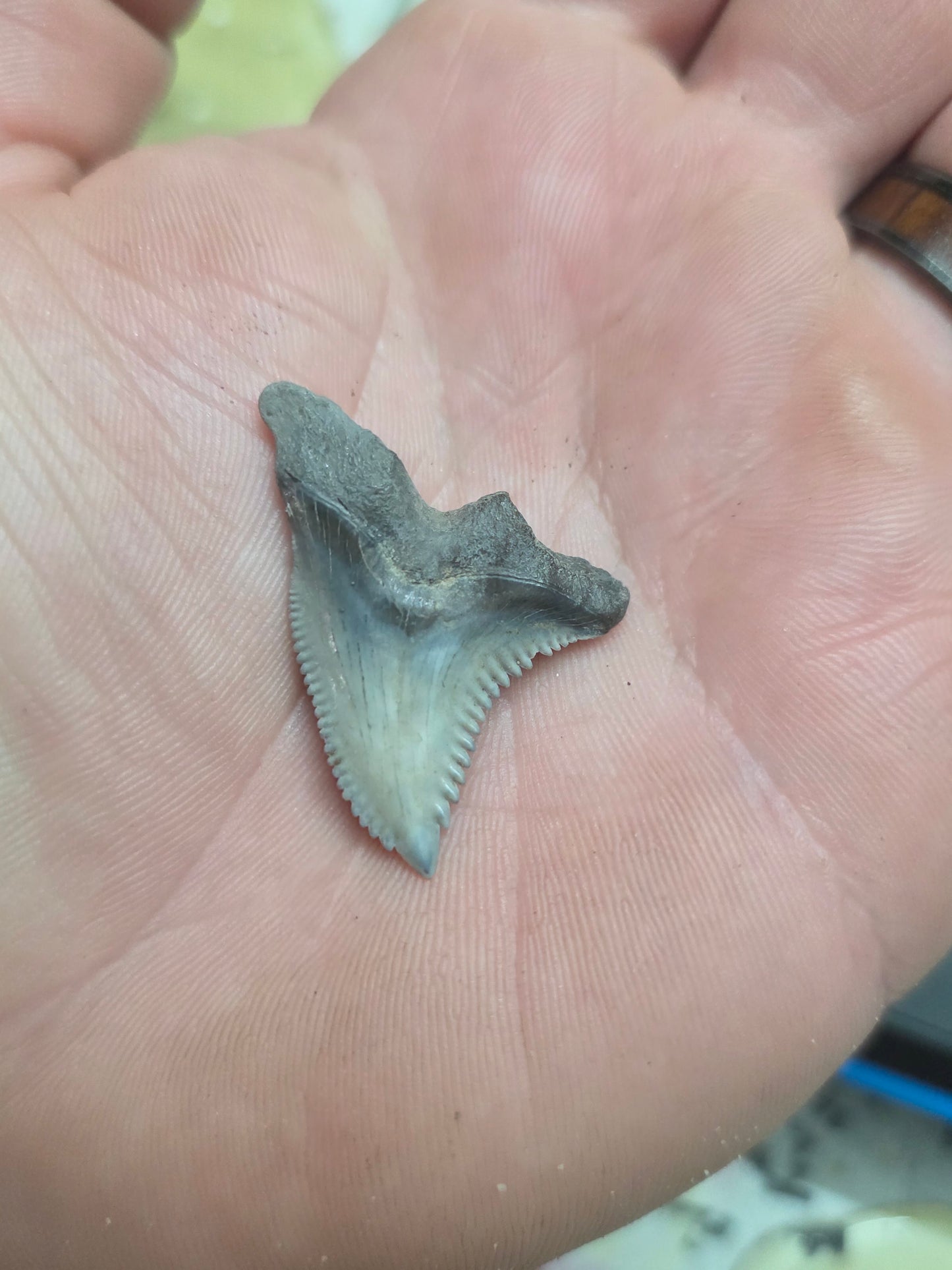 Hemi Snaggletooth Shark Tooth. One-of-a-Kind Fossil Display!