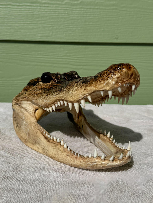Authentic Alligator Head