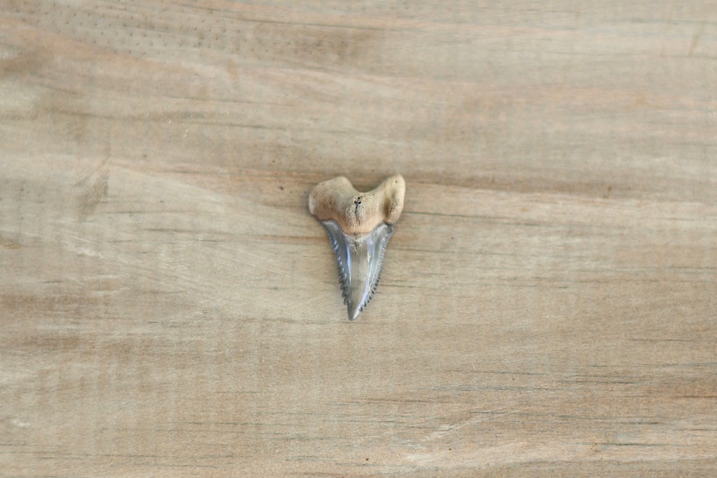 Fossilized Hemipristis (Snaggletooth)