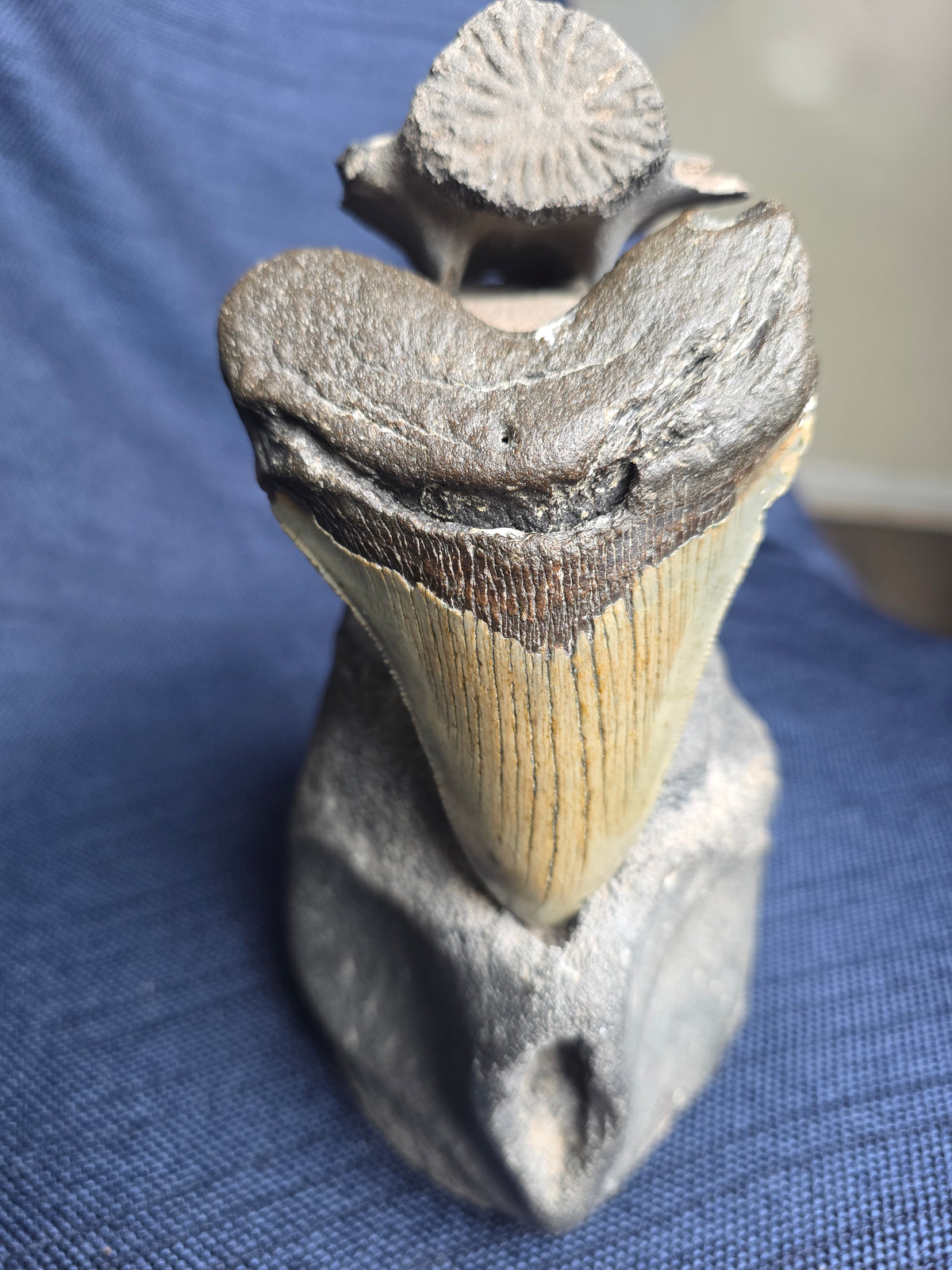 4.5-Inch Fossil Megalodon Tooth – Venice, Florida