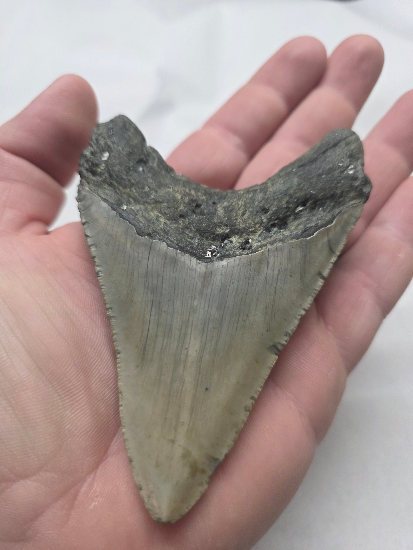 4" Authentic Fossil Megalodon Tooth