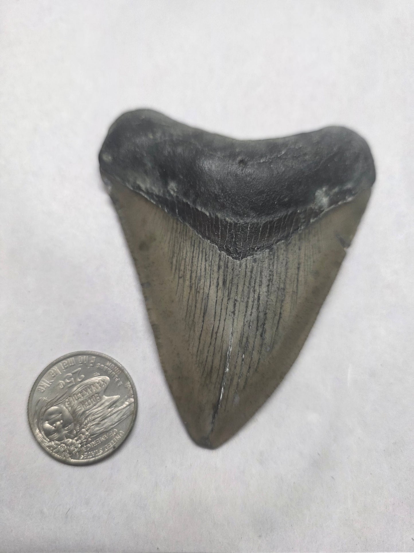 3.5" Authentic Fossil Megalodon Tooth