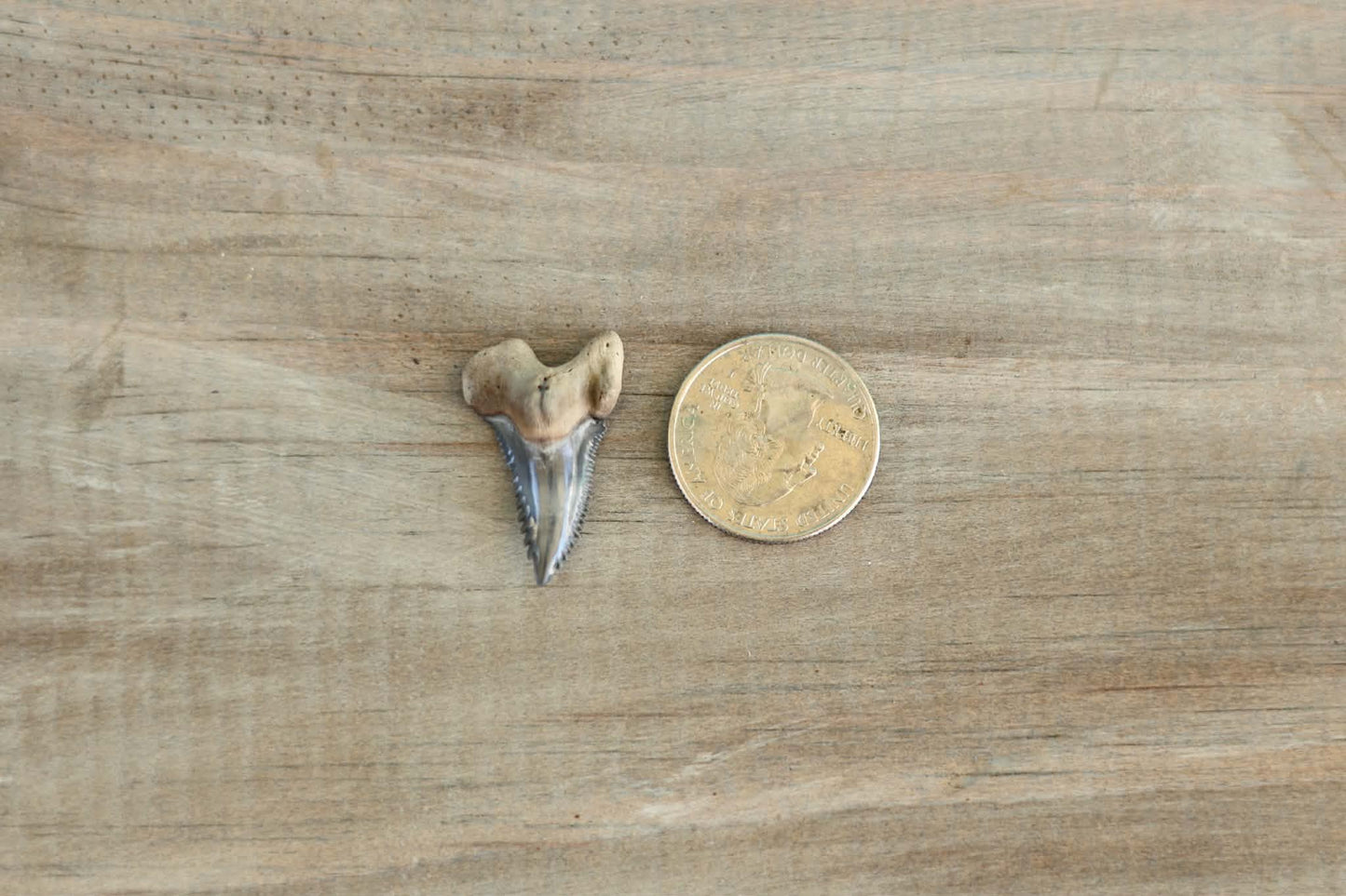 Fossilized Hemipristis (Snaggletooth)